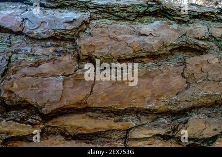 écorce d'un grand arbre dans une forêt vue macro Banque D'Images