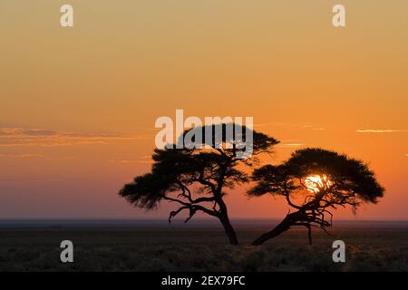 Parasol Thorn Acacia au lever du soleil, Parc national d'Etosha, Namibie, Afrique, Parapluie Thorn Acacia au lever du soleil, Etosha NP, Afrique Banque D'Images