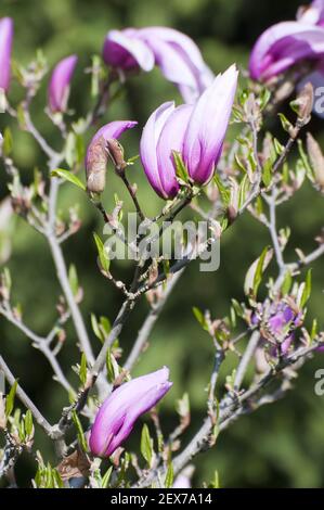 Arbre de Magnolia Banque D'Images