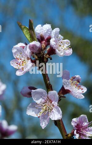 Branche de cerisiers en fleurs avec Banque D'Images