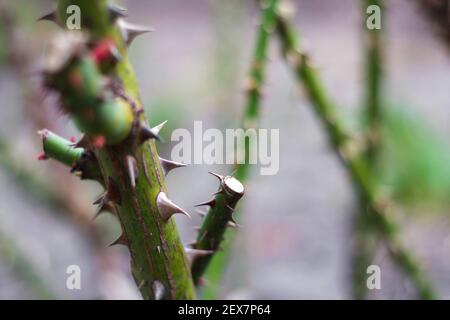 Effet de flou artistique rose tige. Partie rapprochée de la douille d'épine. Tige de rosier avec épines et feuilles vertes sur fond gris flou. Branche Vue latérale. Copier l'espace Banque D'Images