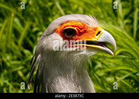 Secretarybird ou secrétaire oiseau Sagittaire serpent beak oeil Banque D'Images