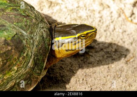 Cuora amboinensis Amboina boîte tortue Banque D'Images