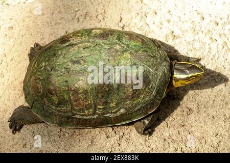 Cuora amboinensis Amboina boîte tortue Banque D'Images