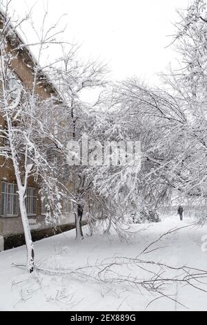 Chute d'arbre après une charge de neige et de neige dans une rue d'hiver enneigée d'une ville. Concept de prévision météorologique. Hiver enneigé Banque D'Images