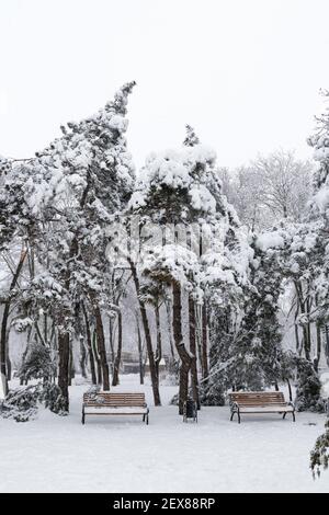 Chute de sapins et de pins après une charge de luge et de neige dans une rue d'hiver enneigée d'une ville. Concept de prévision météorologique. Hiver enneigé Banque D'Images