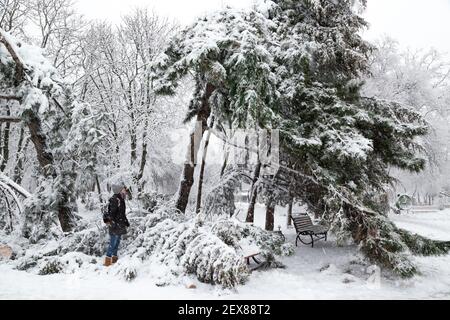 Une jeune femme se tenant près de sapins et de pins en chute libre après avoir traîneaux et enneigé dans une rue enneigée d'hiver d'une ville. Concept de prévision météorologique Banque D'Images