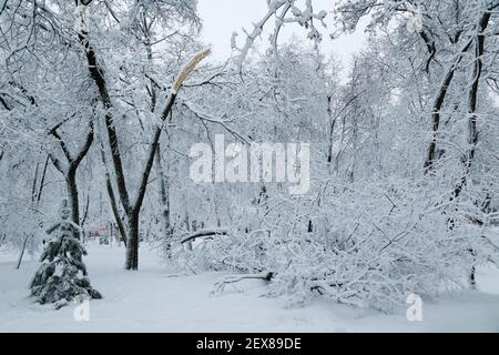 Chute d'arbre après une charge de luge et de neige dans un parc d'hiver enneigé dans une ville. Concept de prévision météorologique. Hiver enneigé Banque D'Images