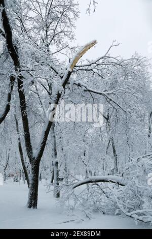 Chute d'arbre après une charge de luge et de neige dans un parc d'hiver enneigé dans une ville. Concept de prévision météorologique. Hiver enneigé Banque D'Images