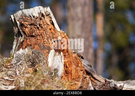 Le soleil brille sur le vieux tronc d'arbre en décomposition souche, brouillé arbres de forêt arrière-plan Banque D'Images