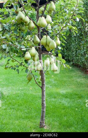 Un petit arbre de poire avec de nombreux fruits, grands et mûrs dans le jardin Banque D'Images