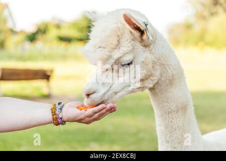 Mignon alpaga avec drôle de visage manger à la main sur le ranch en été. Alpacas domestiques paissant sur pâturage dans une ferme écologique naturelle, fond de campagne. Concept de soin des animaux et d'agriculture écologique Banque D'Images