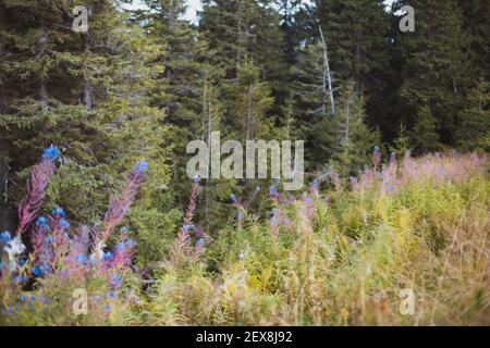 Belle herbe à feu bleue à feuilles étroites qui pousse dans une forêt Banque D'Images