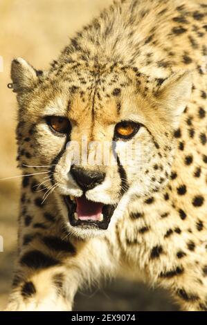 Affichage agressif de la guépard (Acinonyx jubatus) Banque D'Images