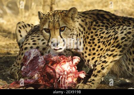 Alimentation des cheetahs (Acinonyx jubatus) Banque D'Images