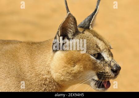 Caracal (Caracal caracal) Banque D'Images