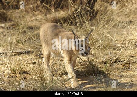 Caracal (Caracal caracal) Banque D'Images