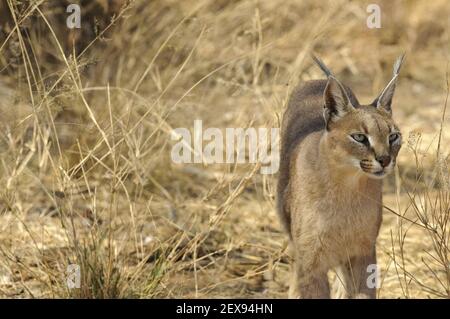 Caracal (Caracal caracal) Banque D'Images