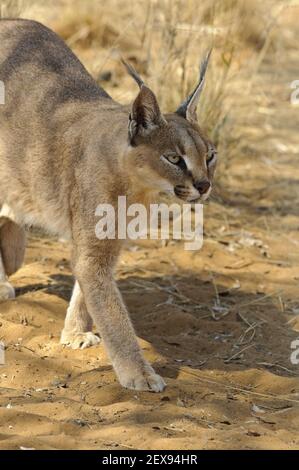 Caracal (Caracal caracal) Banque D'Images