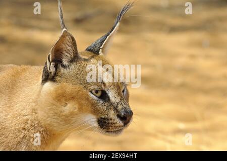 Caracal (Caracal caracal) Banque D'Images