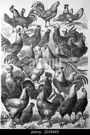 Différentes races de poulets dans une illustration de 1880 / verschiedene Rassen der Hühner in einer Illustration aus dem Jahre 1880, Historisch, historique, numérique amélioration de la reproduction d'un original du 19ème siècle / digitale Reproduktion einer Originalvorlage aus dem 19. Jahrhundert, Banque D'Images