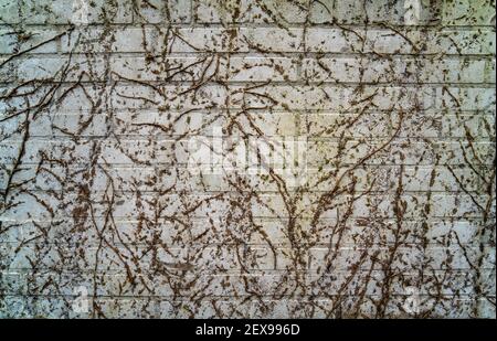 Traces de plantes Hedera sur un mur de briques blanches Banque D'Images