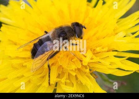 Gemeine Keilfleckschwebfliege, Gemeine Keilfleck-Schwebfliege, Keilfleckschwebfliege, Keilfleck-Schwebfliege, Lange Bienen-Schwebfliege, Lange Bienens Banque D'Images