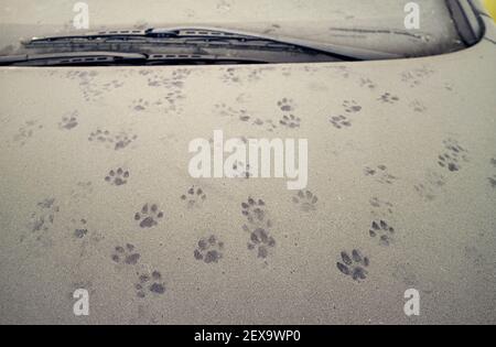 Empreintes de pas de Cat sur le capot de voiture recouvert de poussière Banque D'Images