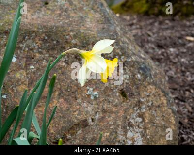 la première fleur de jonquille jaune fleurit dans le jardin de la ressort Banque D'Images