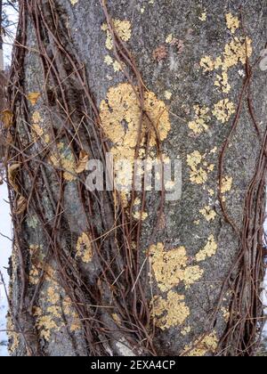 vue rapprochée du lichen jaune sur l'écorce des arbres en hiver Banque D'Images