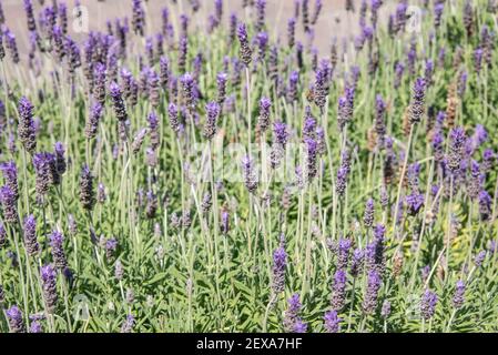 Un close-up de violet et vert lumineux avec un arrière-plan flou de lavande Banque D'Images
