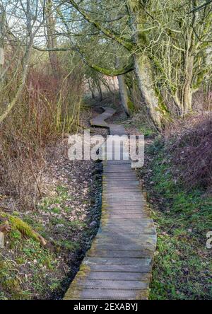 Une promenade en bois de rickety à travers une forêt avec des feuilles mortes. Banque D'Images