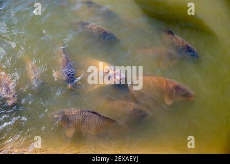 Un certain nombre de carpes de Koi dans un étang à la surface tout en se nourrissant avec de l'eau vert de murin. Banque D'Images