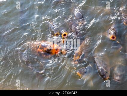 Un certain nombre de carpes de Koi dans un étang à la surface tout en se nourrissant. Banque D'Images