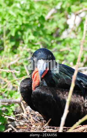 galapgagos île red throated frégate oiseaux pendant la saison d'accouplement Banque D'Images