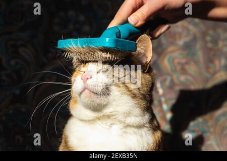 Homme toilettant son chat domestique au gingembre avec fureur vue rapprochée. Banque D'Images