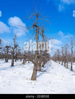 des rangées d'arbres fruitiers dans un verger avec de la neige sous le bleu ciel pendant l'hiver en hollande Banque D'Images