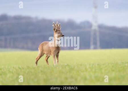 ROE Deer buck (caperolus caperolus) debout sur le terrain en mars avec des bois recouverts de velours et un timbre de gorget blanc sur le cou - Écosse, Royaume-Uni Banque D'Images