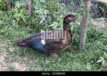 Canard mouscovy reposant dans l'herbe à côté d'un fil clôture Banque D'Images