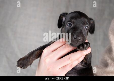 Chiot Jack Russel de cinq semaines dans la couleur vive. Main d'une femme tenant le chien. Mise au point sélective Banque D'Images