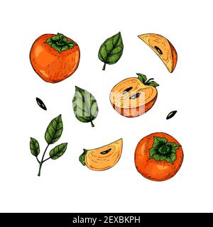 Ensemble de fruits persimmon dessinés à la main et de feuilles isolées sur fond blanc. Illustration vectorielle dans un style d'esquisse coloré Illustration de Vecteur