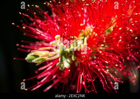 Gros plan sur les étamines rouge vif d'une brosse à bouteille, Melaleuca viminalis, sur fond noir Banque D'Images