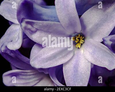 Jacinthes pourpres humides sur fond noir. Fleurs de printemps Banque D'Images