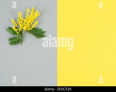 Branche de Mimosa avec des fleurs et des feuilles jaunes sur fond jaune et gris. Couleur de l'année. Copier l'espace. Banque D'Images