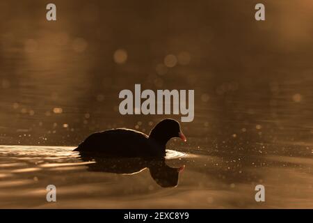 La cotote eurasienne, également connue sous le nom de cotot commun, ou cotot australien, est un membre de la famille des oiseaux de rail et de merlu, les Rallidae. Banque D'Images