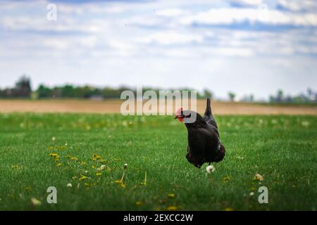 un poulet australorp debout dans l'herbe sur un chaud jour de printemps Banque D'Images