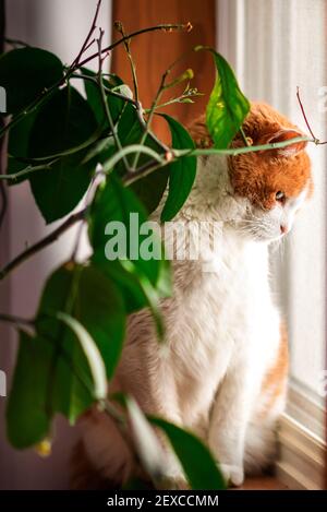 un chat assis sur la fenêtre à l'intérieur d'une maison Banque D'Images