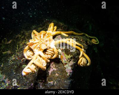 Basket Sea Star a bouclés sous l'eau dans le sud-est de l'Alaska, États-Unis Banque D'Images