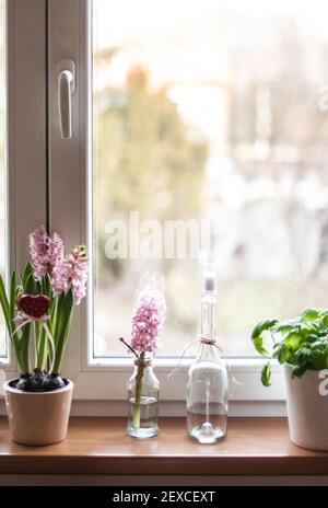 Un pot de fleurs avec des jacinthes fleuries, du basilic et des chandeliers. Banque D'Images