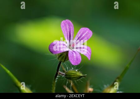 Gros plan de la fleur macro violette Banque D'Images